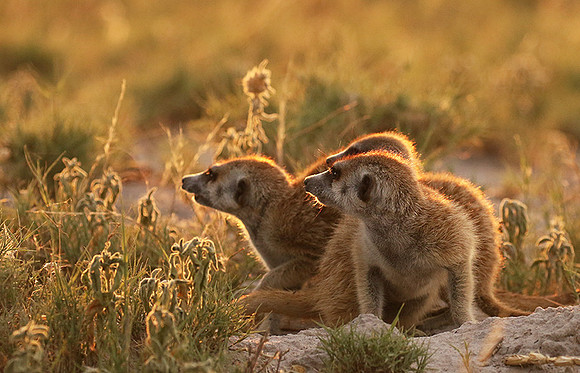 Makgadikgadi