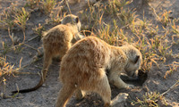 Makgadikgadi