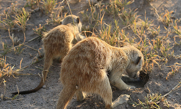 Makgadikgadi