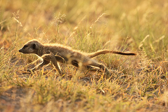 Makgadikgadi