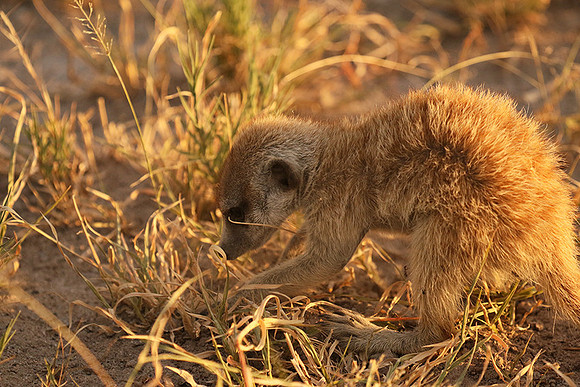 Makgadikgadi