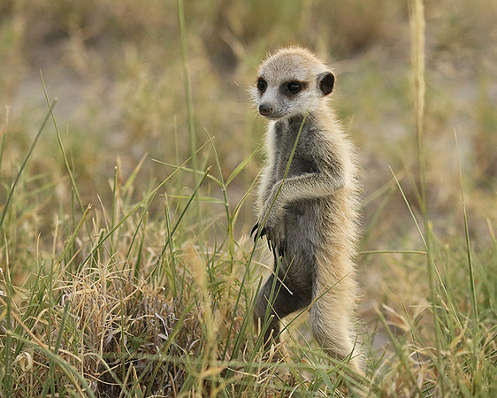 Makgadikgadi