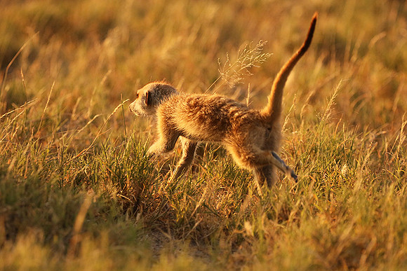 Makgadikgadi