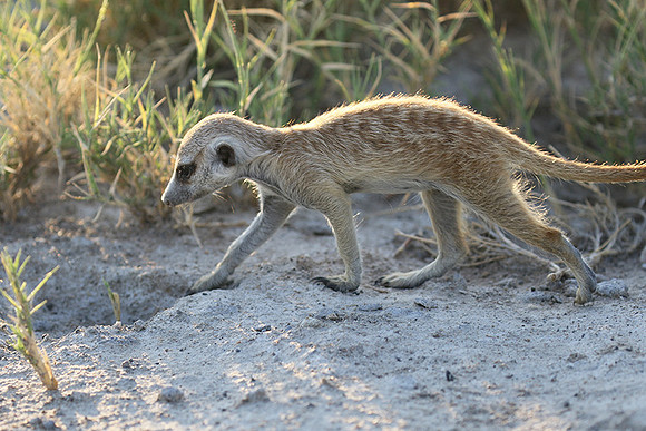 Makgadikgadi
