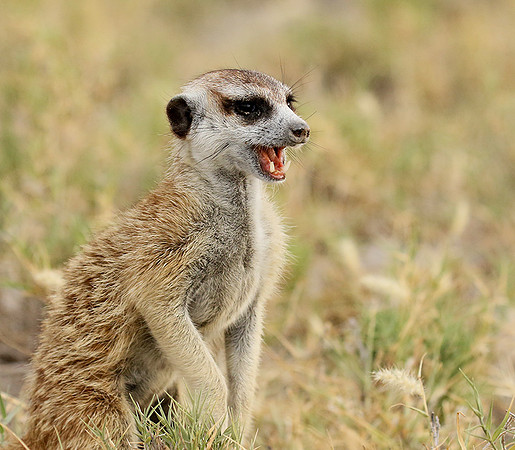 Makgadikgadi