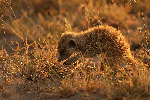 Makgadikgadi