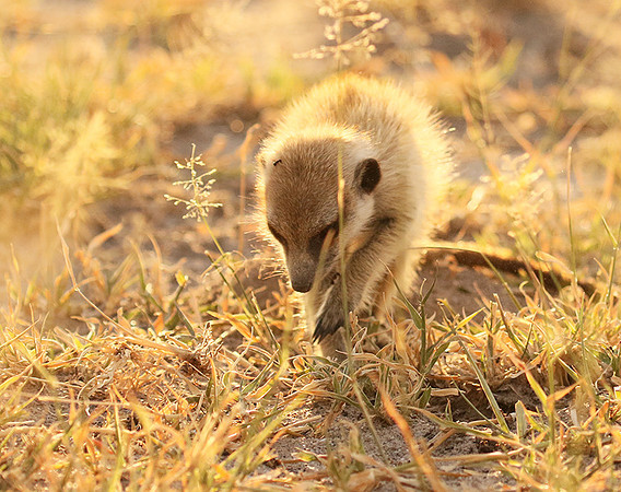 Makgadikgadi
