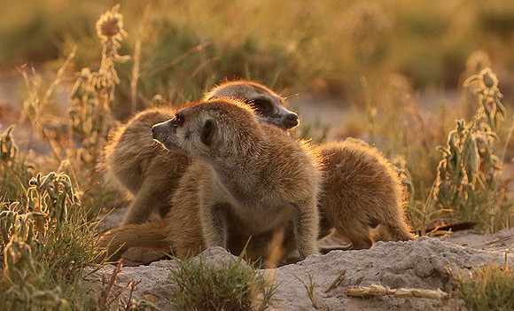 Makgadikgadi