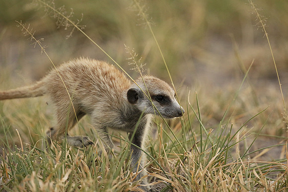 Makgadikgadi