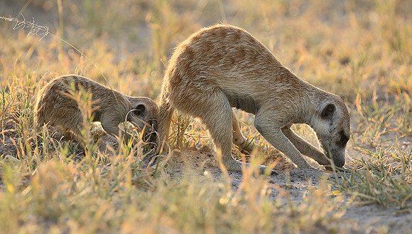 Makgadikgadi