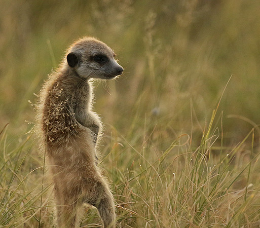 Makgadikgadi