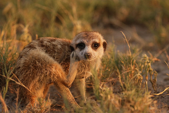 Makgadikgadi
