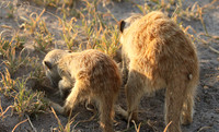 Makgadikgadi