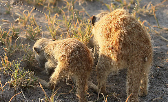 Makgadikgadi