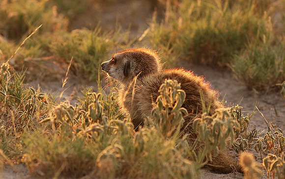Makgadikgadi