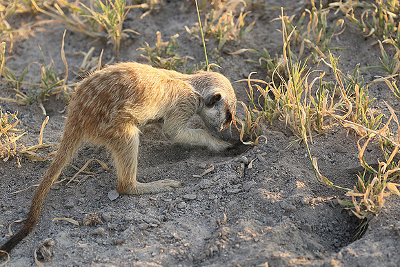 Makgadikgadi