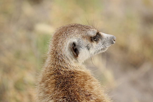 Makgadikgadi
