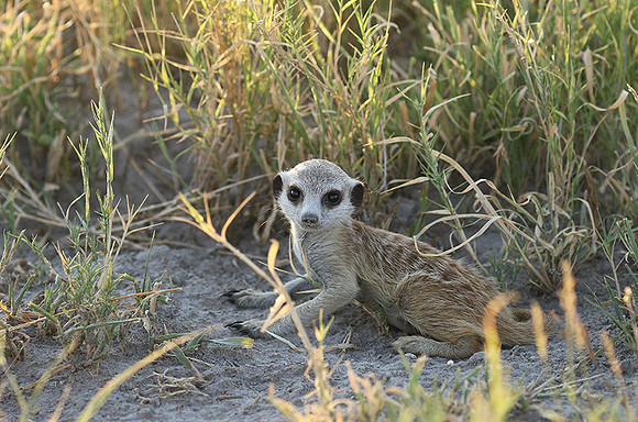 Makgadikgadi
