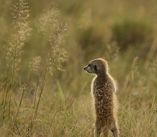 Makgadikgadi