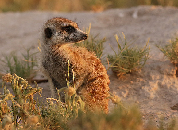 Makgadikgadi