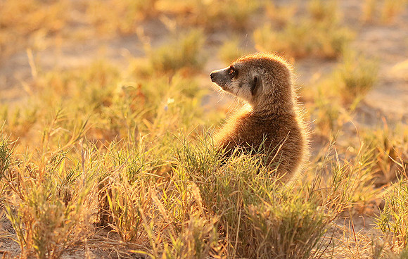 Makgadikgadi