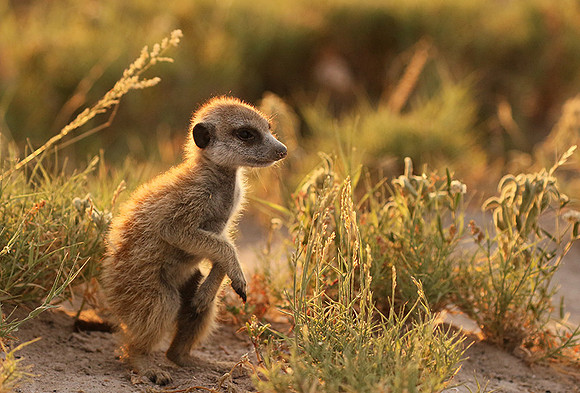 Makgadikgadi