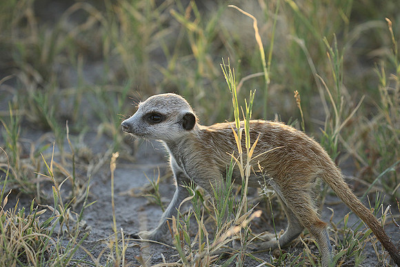 Makgadikgadi
