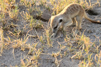 Makgadikgadi