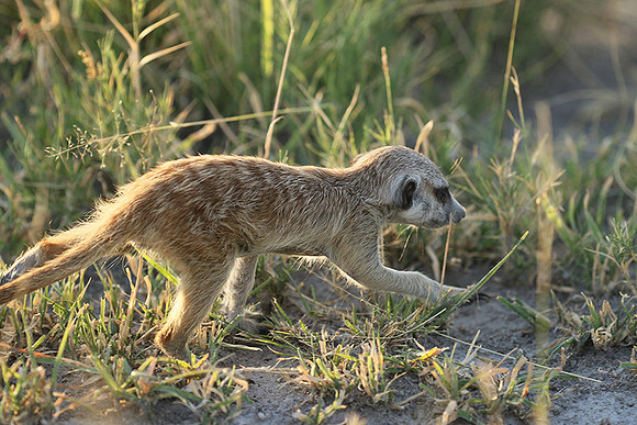 Makgadikgadi