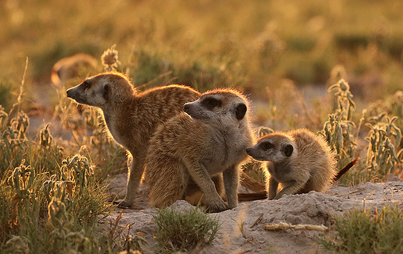 Makgadikgadi