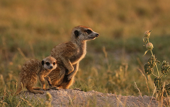 Makgadikgadi