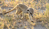 Makgadikgadi