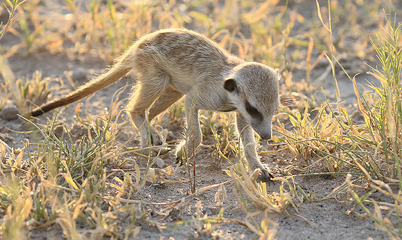 Makgadikgadi