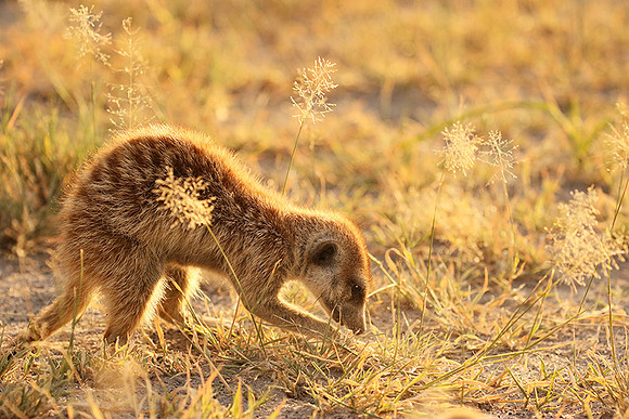 Makgadikgadi