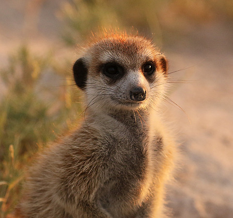 Makgadikgadi