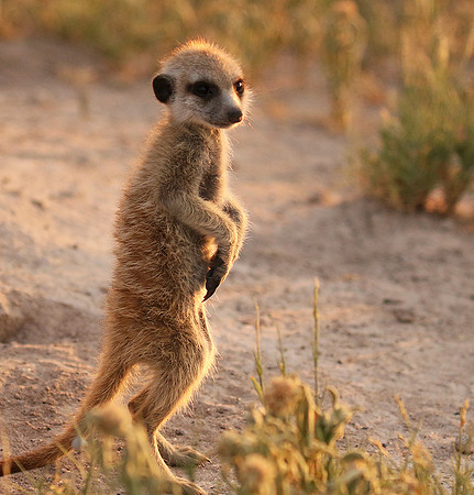 Makgadikgadi
