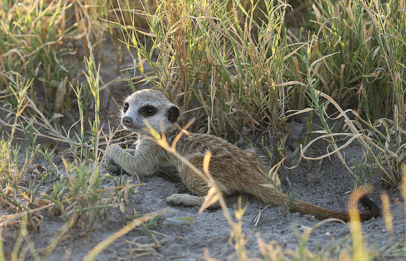 Makgadikgadi