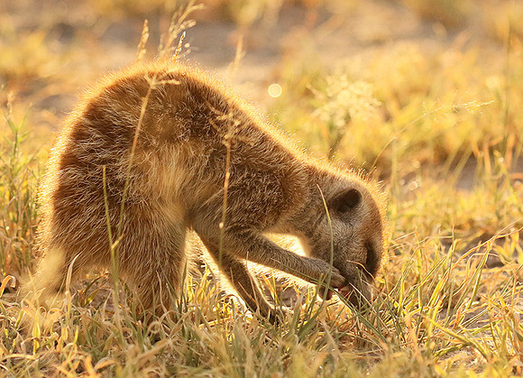 Makgadikgadi