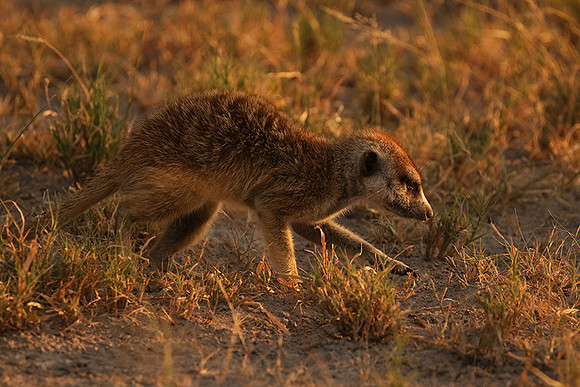 Makgadikgadi