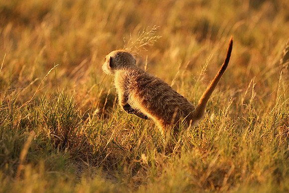 Makgadikgadi