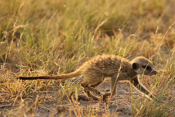 Makgadikgadi