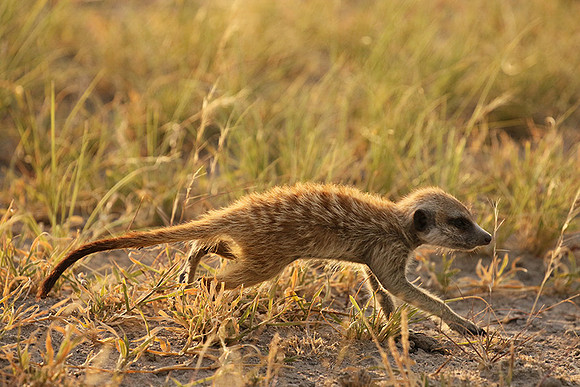 Makgadikgadi