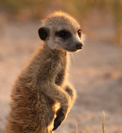 Makgadikgadi