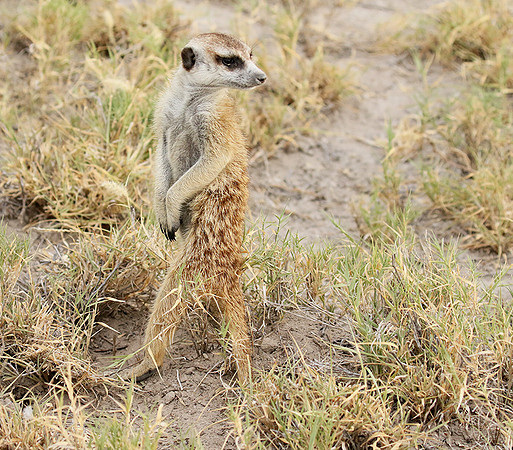 Makgadikgadi