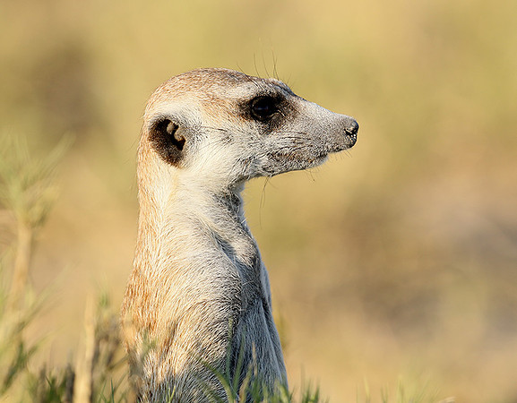 Makgadikgadi