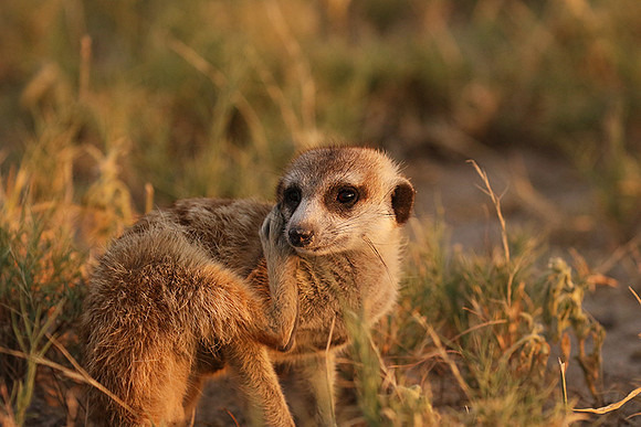 Makgadikgadi