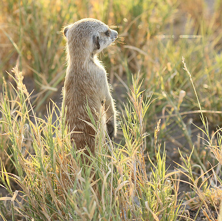 Makgadikgadi