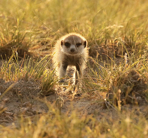 Makgadikgadi
