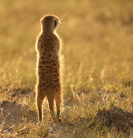 Makgadikgadi
