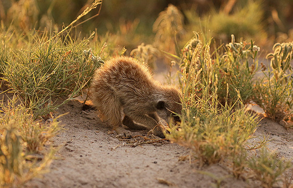 Makgadikgadi